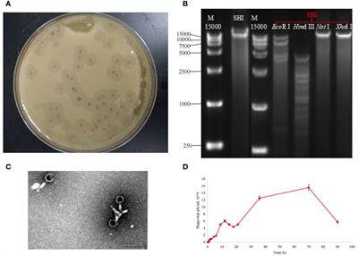 Characterization of a Straboviridae phage vB_AbaM-SHI and its inhibition effect on biofilms of Acinetobacter baumannii